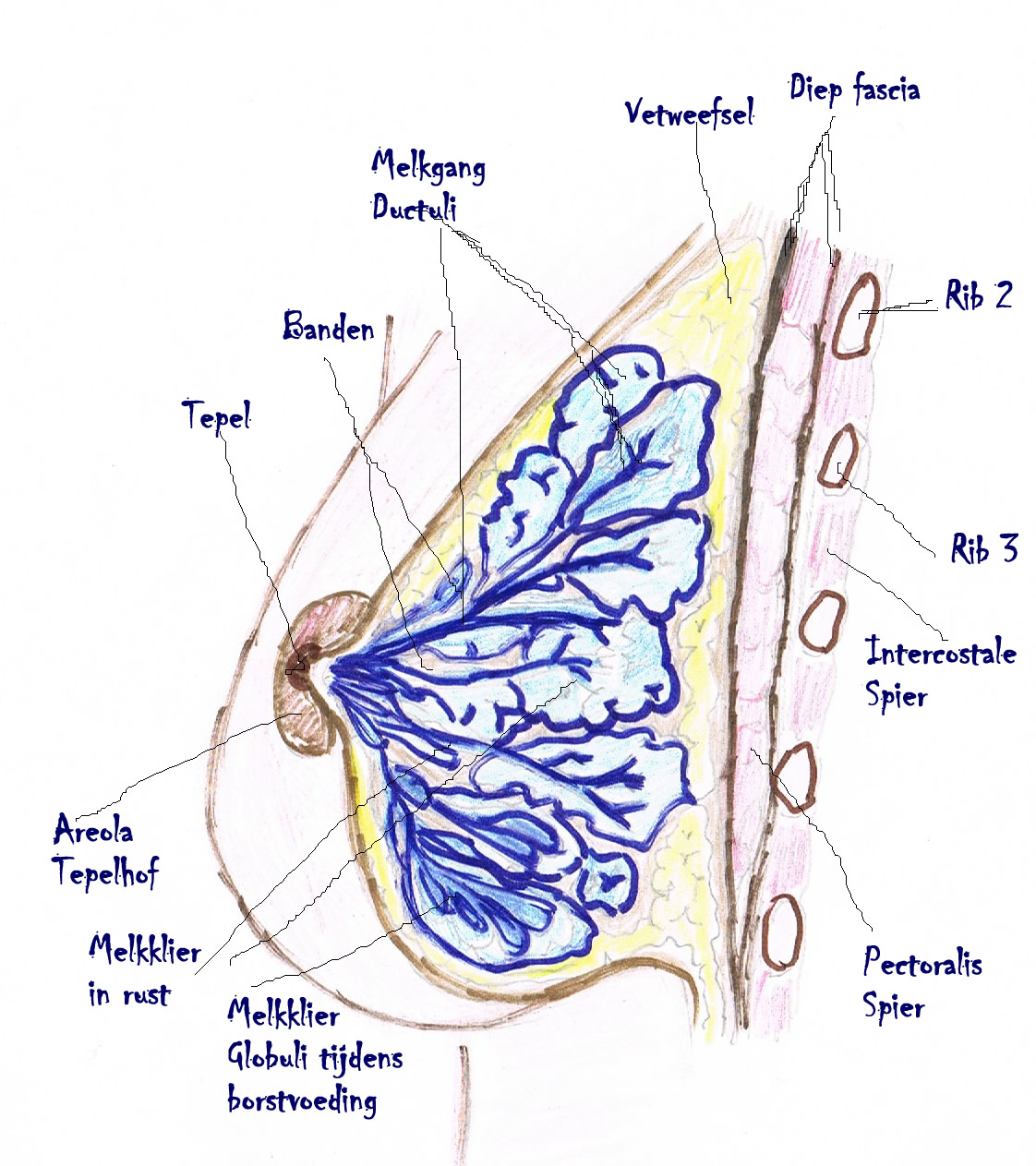 borst anatomie